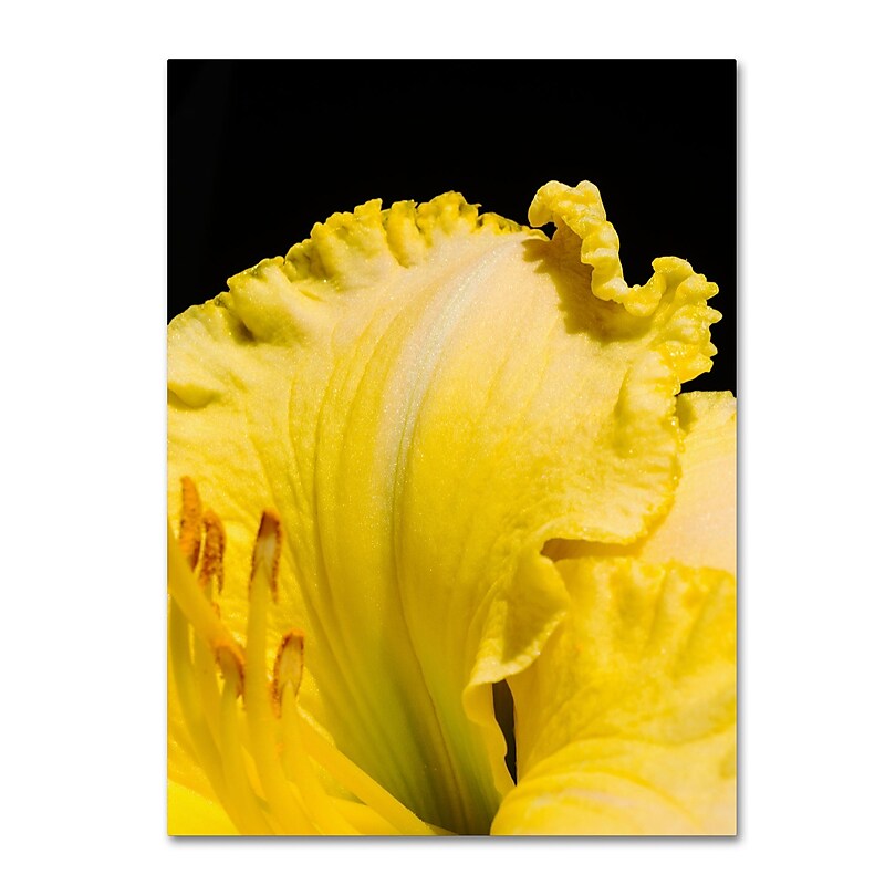 Trademark Fine Art Kurt Shaffer 'Day Lily Abstract' 24 x 32 (KS0180-C2432GG) image 1