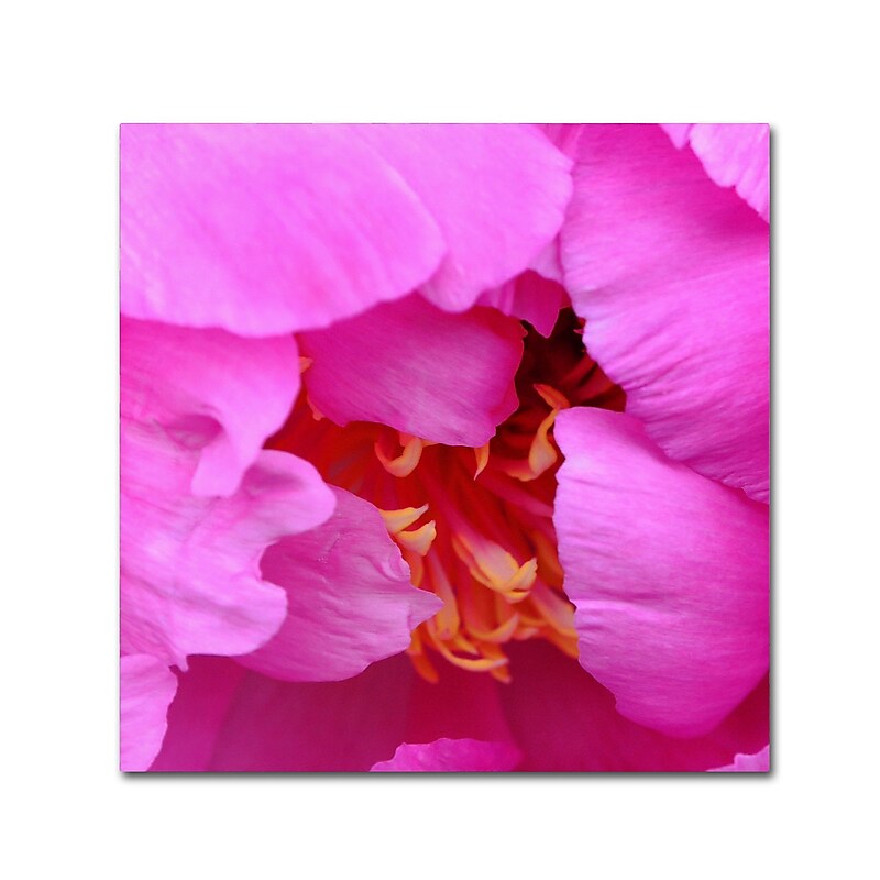 Trademark Fine Art Kurt Shaffer 'Tree Peonie Opening' 35 x 35 (KS0187-C3535GG) image 1