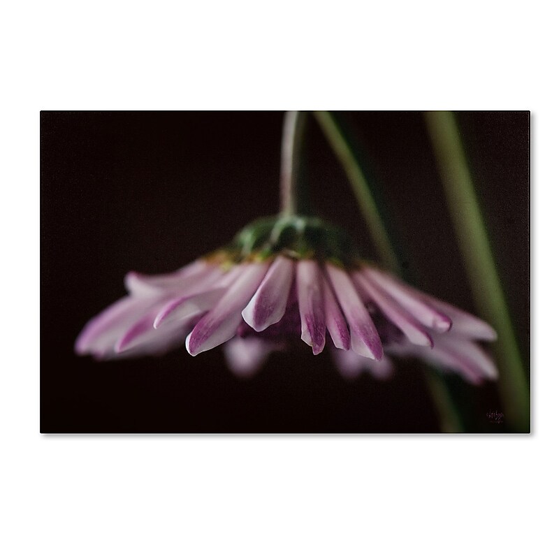Trademark Fine Art Lois Bryan 'Drooping Flower' 16 x 24 (LBR0258-C1624GG) image 1