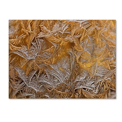 Trademark Fine Art  Frosted Filagree  Canvas Art by Lois Bryan