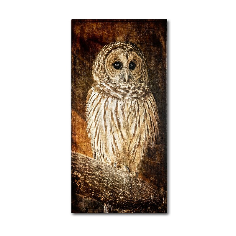 Trademark Fine Art Lois Bryan 'Wisdom' 10 x 19 (LBR0298-C1019GG) image 1