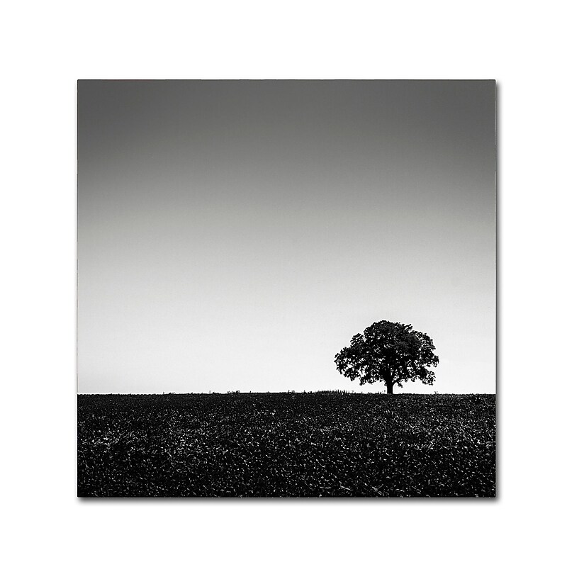 Trademark Fine Art Dave MacVicar 'One Tree Hill' 24 x 24 (ALI0843-C2424GG) image 1