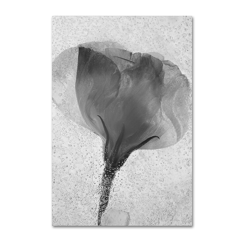Trademark Fine Art Moises Levy 'Flowers on Ice BW-2' 22 x 32 (ALI0732-C2232GG) image 1