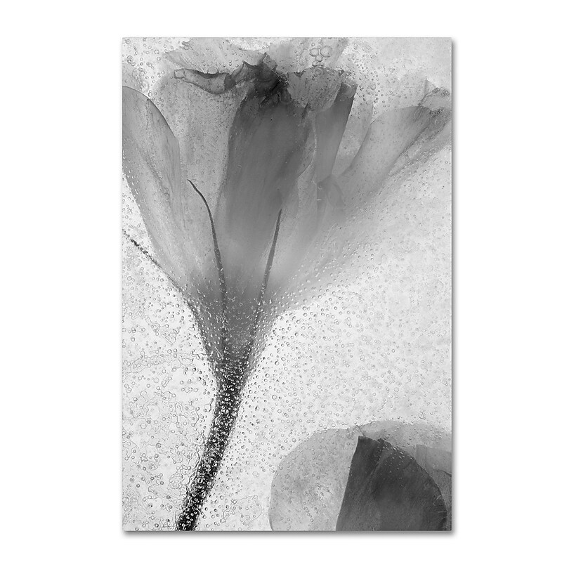 Trademark Fine Art Moises Levy 'Flowers on Ice-13' 30 x 47 (ALI0734-C3047GG) image 1