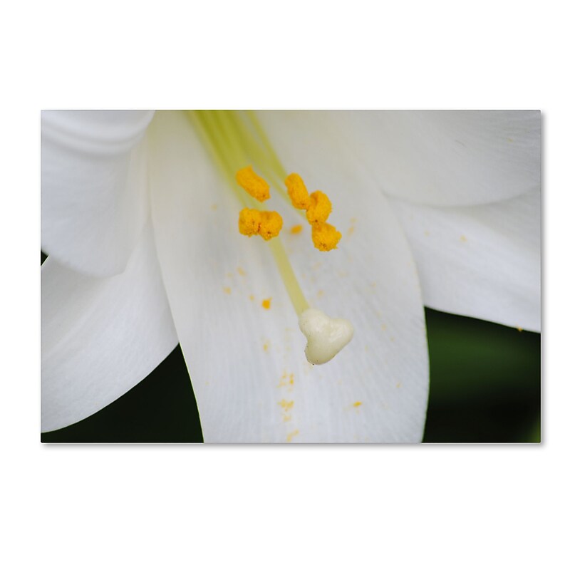 Trademark Fine Art Monica Mize 'Adore You' 16 x 24 (MF131-C1624GG) image 1