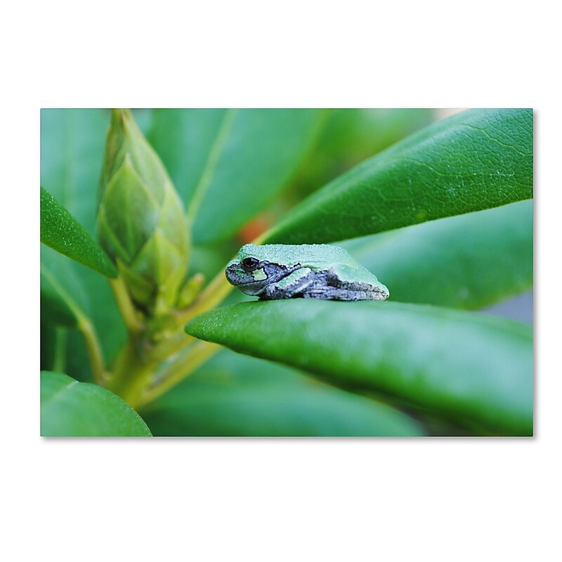 Trademark Fine Art Monica Mize 'Balance' 16 x 24 (MF132-C1624GG) image 1