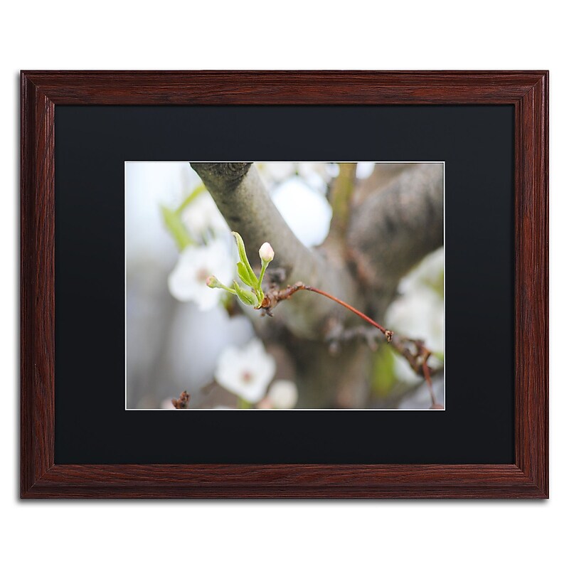 Trademark Fine Art Monica Mize 'Before Bloom' 16 x 20 (MF133-W1620BMF) image 1