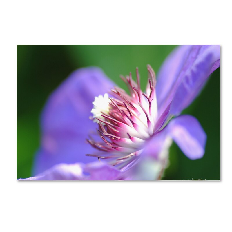 Trademark Fine Art Monica Mize 'Clarity' 22 x 32 (MF136-C2232GG) image 1