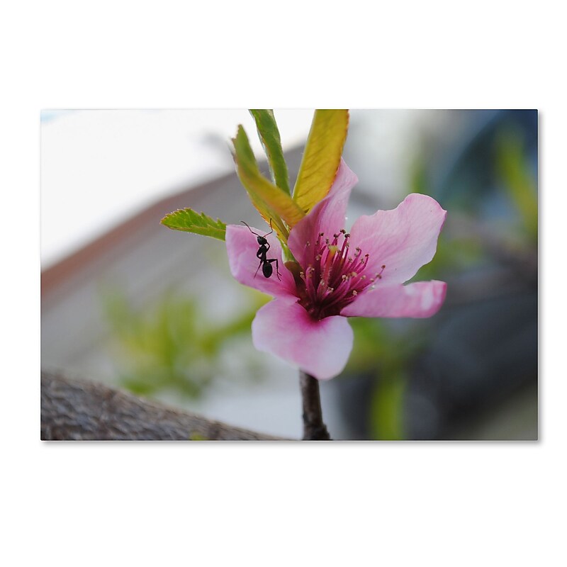 Trademark Fine Art Monica Mize 'Expressive Individuality' 12 x 19 (MF143-C1219GG) image 1