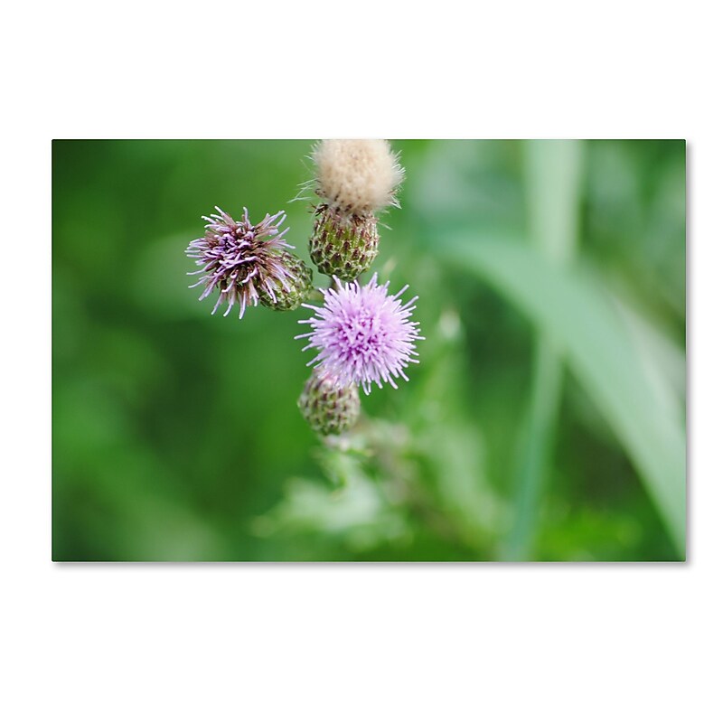 Trademark Fine Art Monica Mize 'Fearless Beauty' 12 x 19 (MF145-C1219GG) image 1