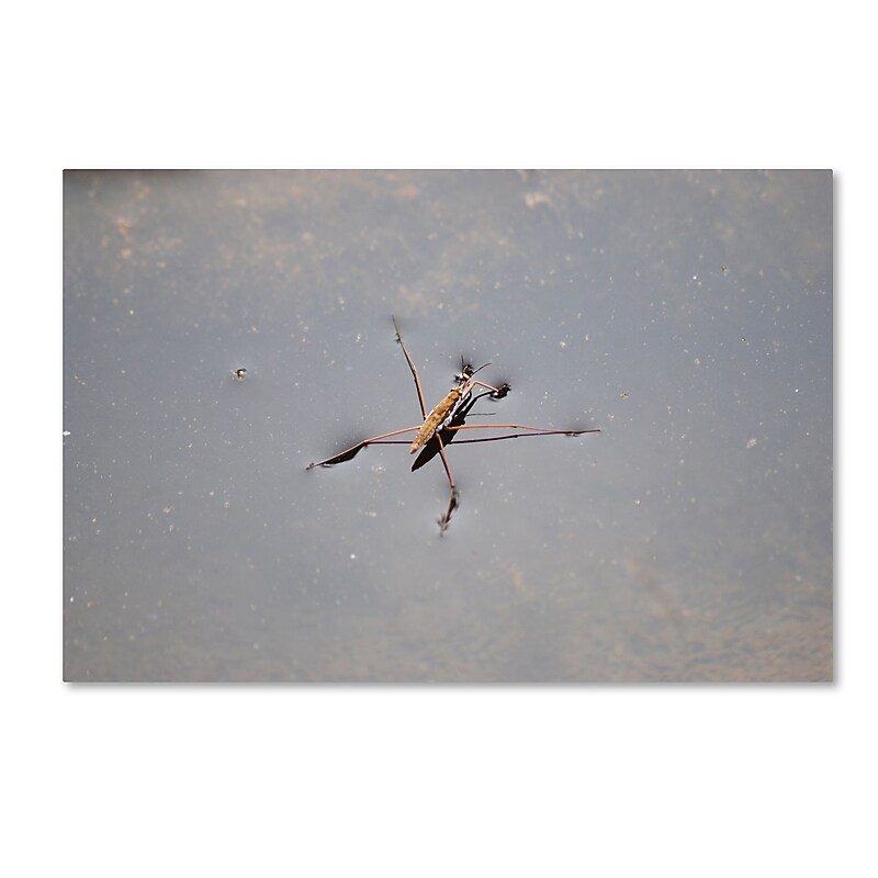 Trademark Fine Art Monica Mize 'Glide' 22 x 32 (MF146-C2232GG) image 1