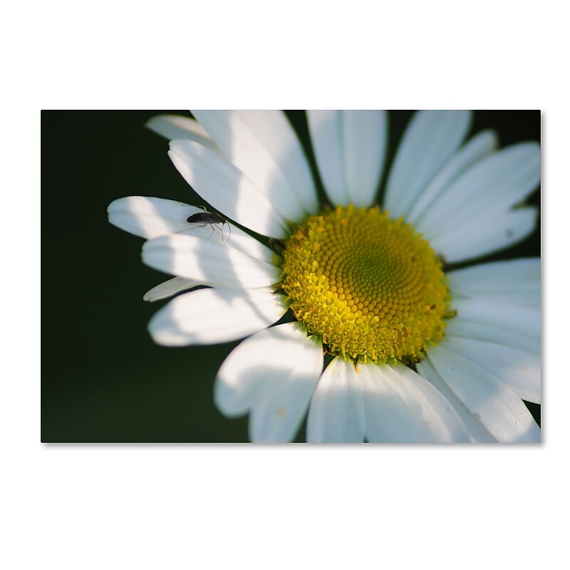 Trademark Fine Art Monica Mize 'Hidden in Shadows' 30 x 47 (MF148-C3047GG) image 1