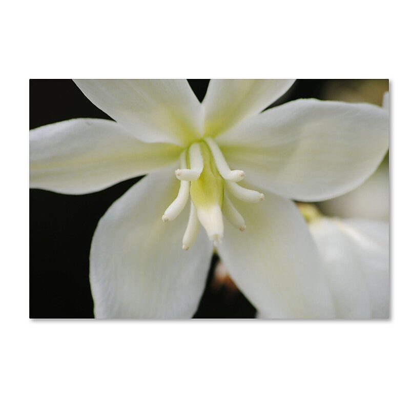 Trademark Fine Art Monica Mize 'Hope' 22 x 32 (MF149-C2232GG) image 1