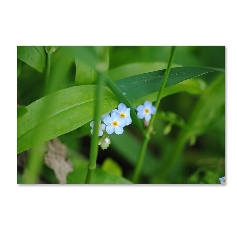 Trademark Fine Art Monica Mize 'Limited Perfection' 12 x 19 (MF154-C1219GG) image 1