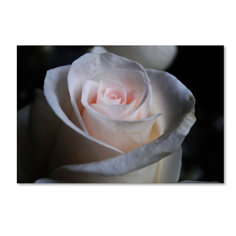 Trademark Fine Art Monica Mize 'Loyal Star' 16 x 24 (MF155-C1624GG) image 1