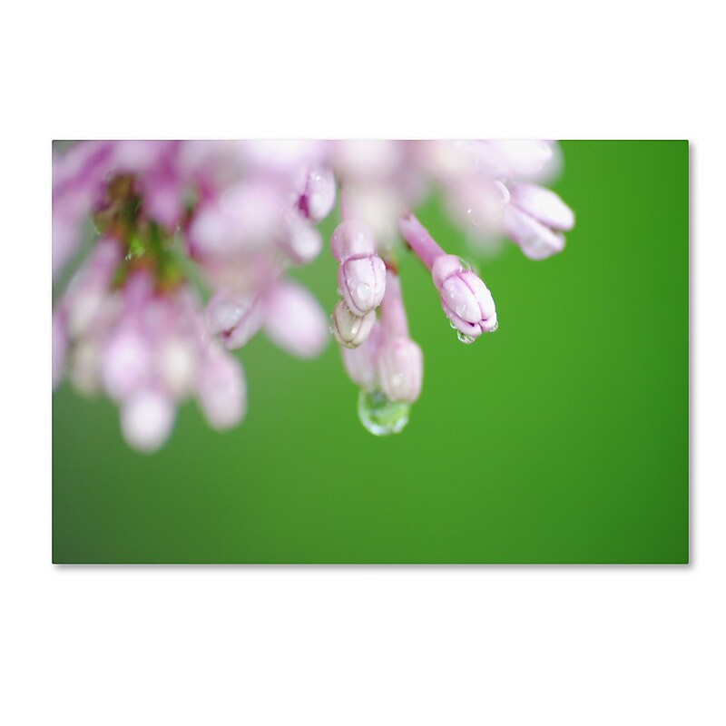 Trademark Fine Art Monica Mize 'Pure' 16 x 24 (MF166-C1624GG) image 1