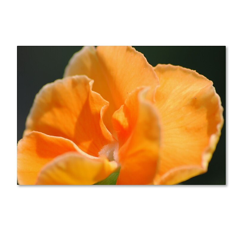 Trademark Fine Art Monica Mize 'Simple Compassion' 22 x 32 (MF167-C2232GG) image 1