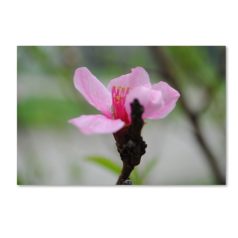 Trademark Fine Art Monica Mize 'Simplicity' 12 x 19 (MF168-C1219GG) image 1