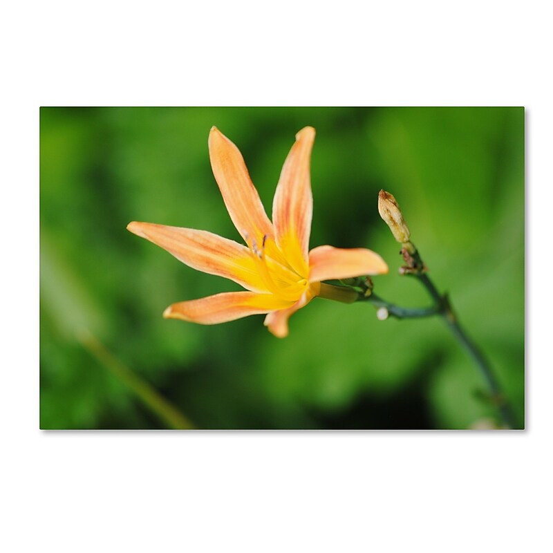 Trademark Fine Art Monica Mize 'Sweet Spice' 12 x 19 (MF170-C1219GG) image 1