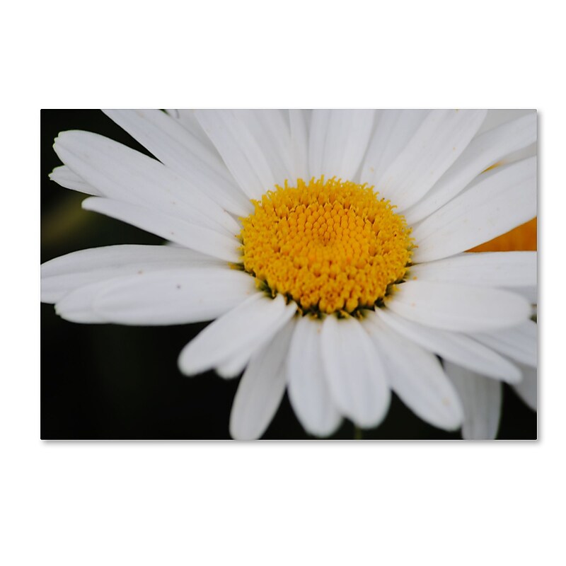 Trademark Fine Art Monica Mize 'Sweet Splendor' 16 x 24 (MF171-C1624GG) image 1