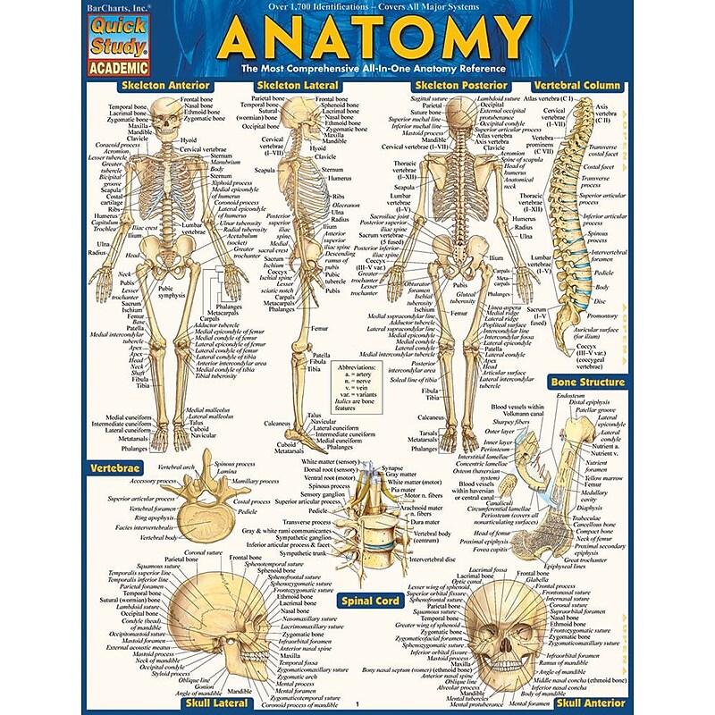 BarCharts, Inc. QuickStudy® Anatomy Advanced Reference Set (9781423230403) image 1