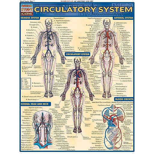 BarCharts, Inc. QuickStudy® Anatomy Reference Set (9781423230397