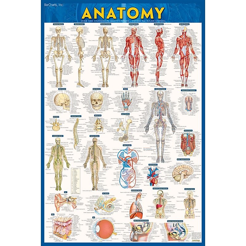 BarCharts, Inc. QuickStudy® Anatomy Poster Reference Set (9781423230717) image 1