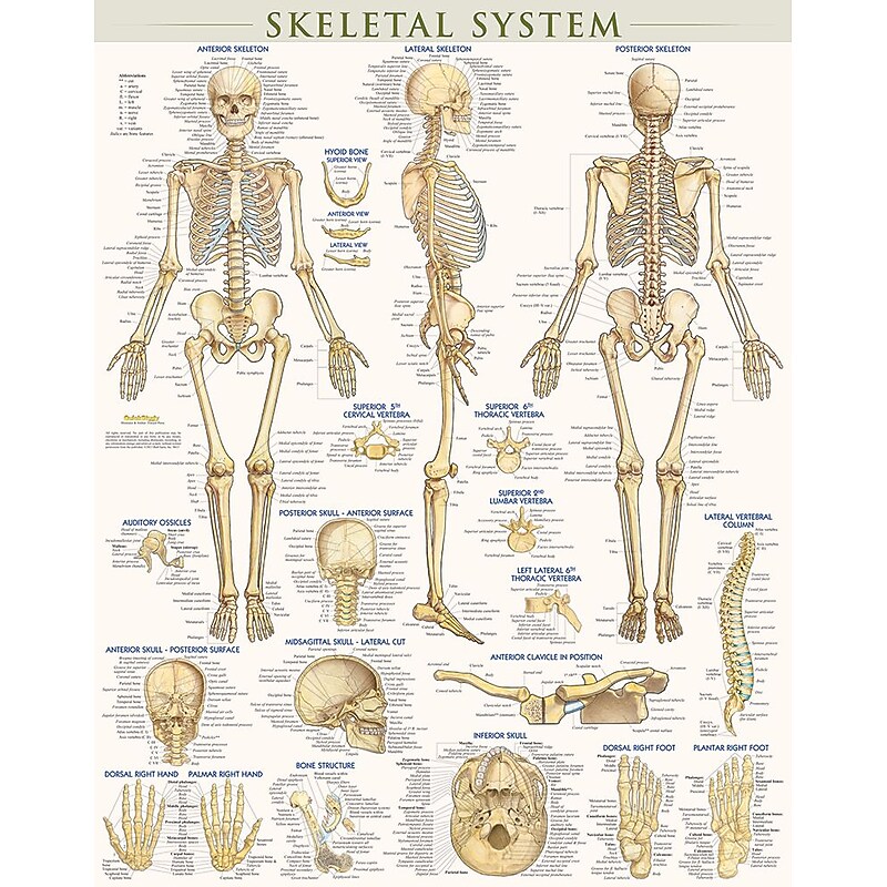 BarCharts, Inc. QuickStudy® Skeletal System Poster Reference Set (9781423230748) image 1