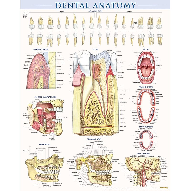 BarCharts, Inc. QuickStudy® Dental Anatomy Poster Reference Set (9781423230793) image 1