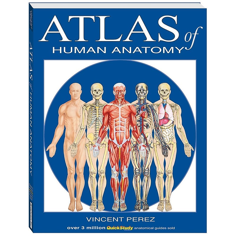 BarCharts, Inc. QuickStudy® Atlas of Human Anatomy Book (9781423201724) image 1