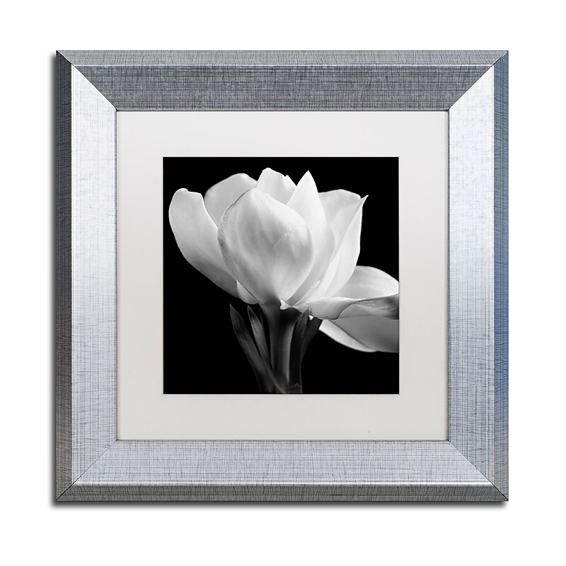 Trademark Fine Art ''Gardenia'' by Michael Harrison 11" x 11" White Matted Silver Frame (ALI0287-S1111MF) image 1