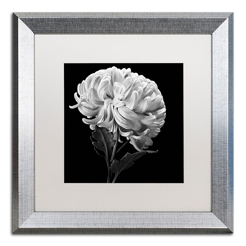 Trademark Fine Art ''Mum II'' by Michael Harrison 16" x 16" White Matted Silver Frame (ALI0292-S1616MF) image 1