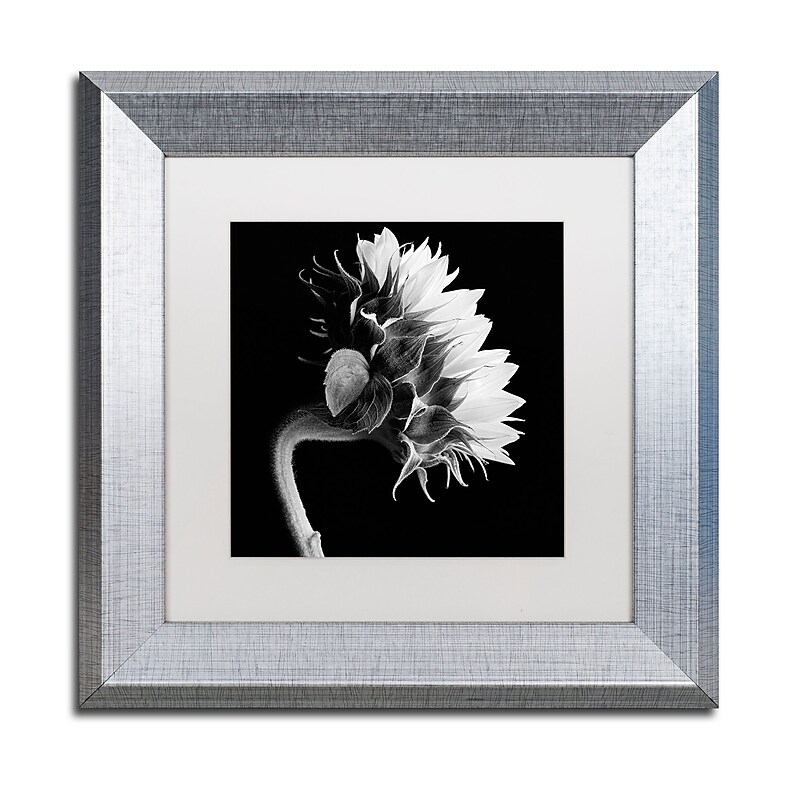 Trademark Fine Art ''Sunflower'' by Michael Harrison 11" x 11" White Matted Silver Frame (ALI0294-S1111MF) image 1