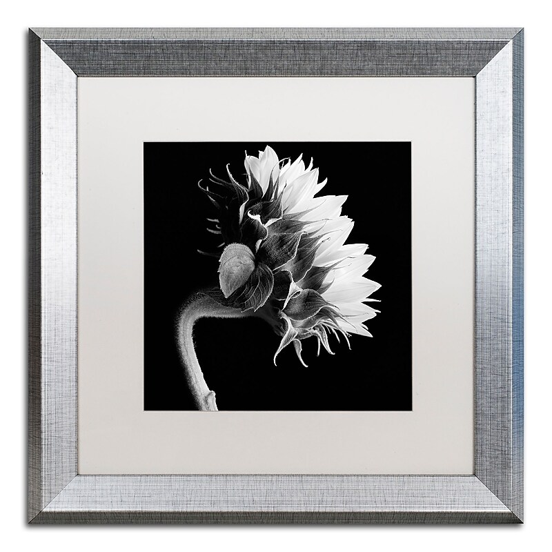 Trademark Fine Art ''Sunflower'' by Michael Harrison 16" x 16" White Matted Silver Frame (ALI0294-S1616MF) image 1