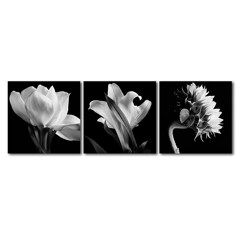 Trademark Fine Art ''Flower Triptych'' by Michael Harrison 18" x 18" Multi Panel Art Set (ALI0973-P3-SET) image 1