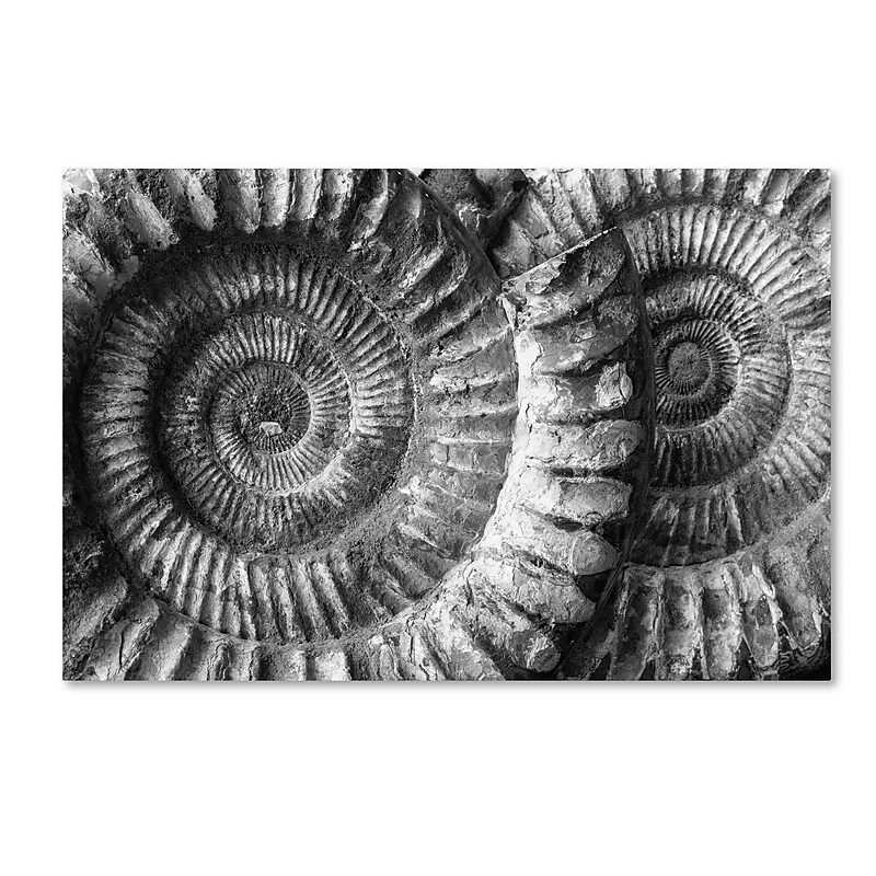 Trademark Fine Art ''Amonita 3'' by Moises Levy 30" x 47" Canvas Art (ALI1052-C3047GG) image 1