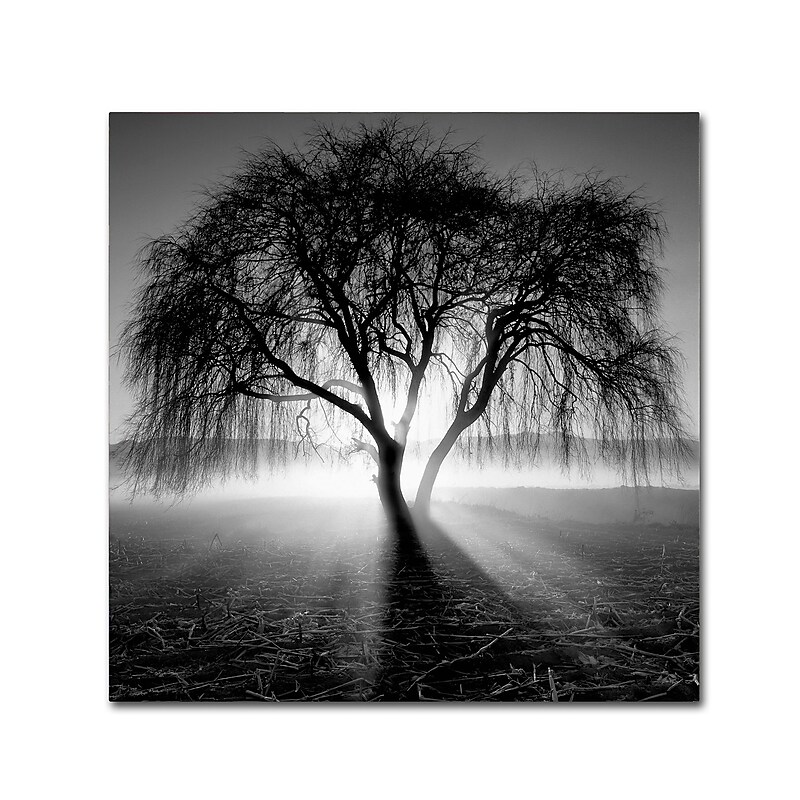 Trademark Fine Art ''Lightning Tree I'' by Moises Levy 24" x 24" Canvas Art (ALI1069-C2424GG) image 1