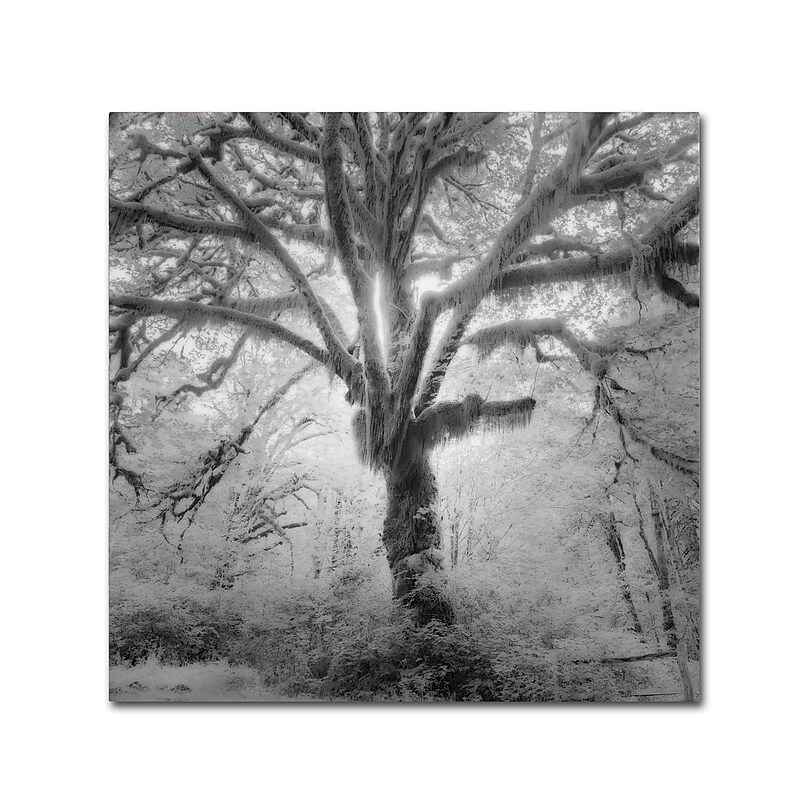 Trademark Fine Art ''Lightning Tree II'' by Moises Levy 35" x 35" Canvas Art (ALI1080-C3535GG) image 1