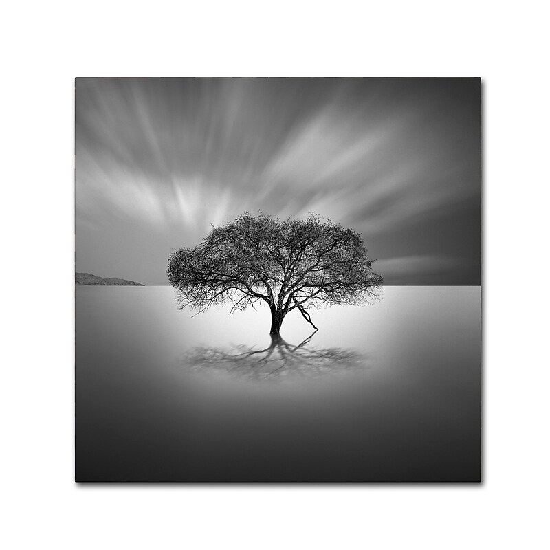 Trademark Fine Art ''Water Tree VIII'' by Moises Levy 35" x 35" Canvas Art (ALI1125-C3535GG) image 1