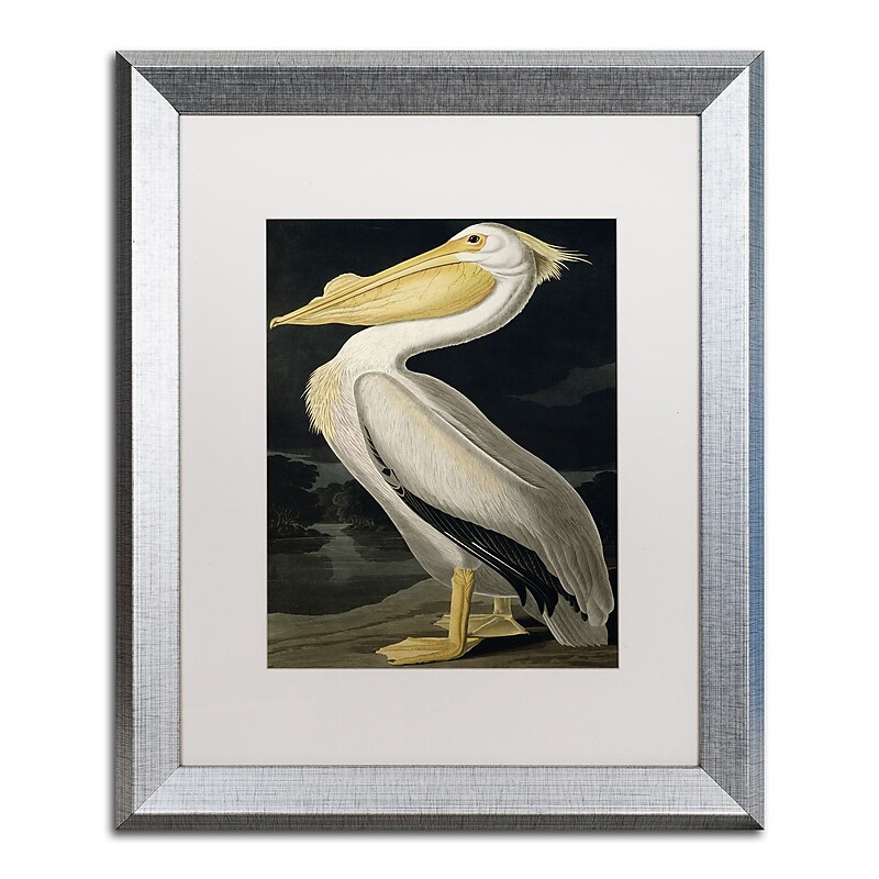 Trademark Fine Art ''American White Pelican'' by John James Audubon 16" x 20" White Matted Silver Frame (BL01258-S1620MF) image 1