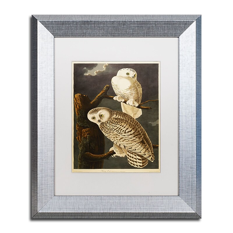 Trademark Fine Art ''Snowy Owl'' by John James Audubon 11" x 14" White Matted Silver Frame (BL01299-S1114MF) image 1