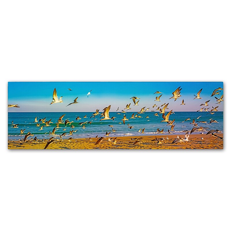 Trademark Fine Art ''Florida Beach Birds'' by Preston 8" x 24" Canvas Art (EM0516-C824GG) image 1