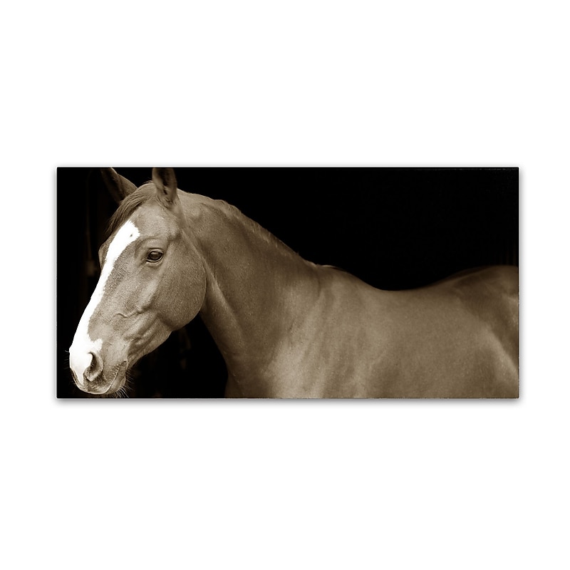 Trademark Fine Art ''Horse Portrait 2'' by Preston 16" x 32" Canvas Art (EM0530-C1632GG) image 1