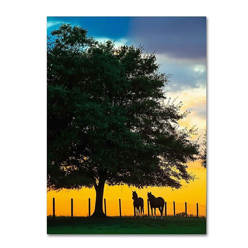 Trademark Fine Art ''Horse Sunset'' by Preston 35" x 47" Canvas Art (EM0532-C3547GG) image 1