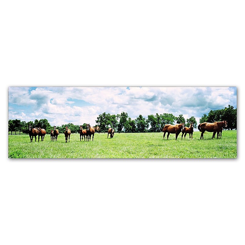 Trademark Fine Art ''Kentucky Horse 5'' by Preston 16" x 47" Canvas Art (EM0534-C1647GG) image 1