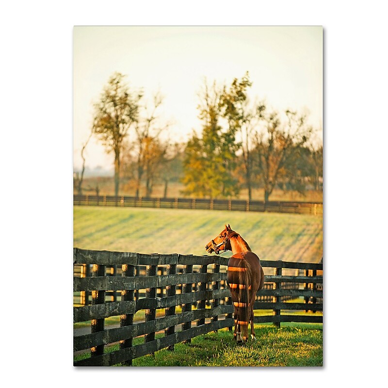 Trademark Fine Art ''Kentucky Horse Sunrise'' by Preston 35" x 47" Canvas Art (EM0536-C3547GG) image 1