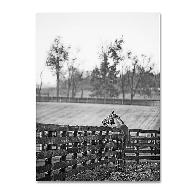 Trademark Fine Art ''Kentucky Horse Sunrise BW'' by Preston 35" x 47" Canvas Art (EM0537-C3547GG) image 1