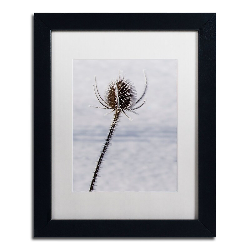 Trademark Fine Art ''Dead of Winter Detail'' by Kurt Shaffer 11" x 14" White Matted Black Frame (KS01067-B1114MF) image 1