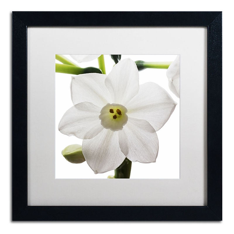 Trademark Fine Art ''Paper White 2'' by Kurt Shaffer 16" x 16" White Matted Black Frame (KS01075-B1616MF) image 1