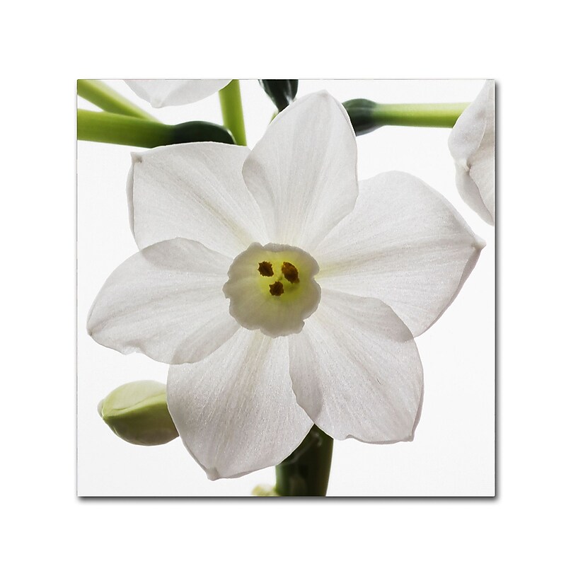 Trademark Fine Art ''Paper White 2'' by Kurt Shaffer 24" x 24" Canvas Art (KS01075-C2424GG) image 1